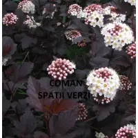 Physocarpus opulifolius "Diabolo", H=40-70 cm