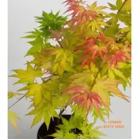 Acer palmatum Orange Dream (artar japonez portocaliu), h= 25-40 cm