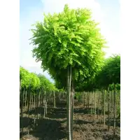 Robinia Pseudoacacia Umbraculifera (salcami globulari), h=~3 m