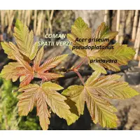 Acer griseum pseudoplatanus, H= 200-230 cm
