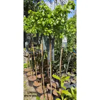 Betula Magical Globe, mesteacan globular, H ~140 cm