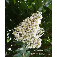 Lagerstroemia indica "Natchez", Liliac indian alb, H 160-200 cm