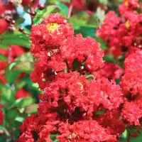 Lagerstroemia indica Country Red, Liliac indian rosu POM, H 260-300 cm