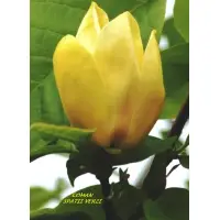 Magnolia Yellow Lantern, Magnolie galbena, H 130-160 cm